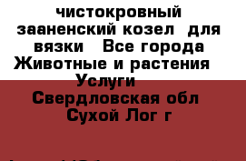 чистокровный зааненский козел  для вязки - Все города Животные и растения » Услуги   . Свердловская обл.,Сухой Лог г.